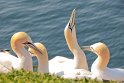 helgoland-bearbeit_12