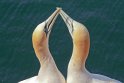 helgoland-bearbeit_14