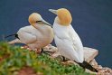 helgoland-bearbeit_17
