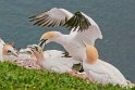 helgoland-bearbeit_19