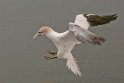 helgoland-bearbeit_20