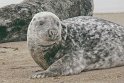 helgoland-bearbeit_21