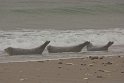helgoland-bearbeit_23