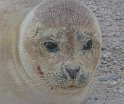 helgoland-bearbeit_24