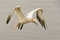 helgoland-bearbeit_27