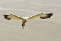 helgoland-bearbeit_28