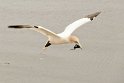 helgoland-bearbeit_29