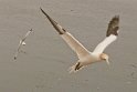 helgoland-bearbeit_30