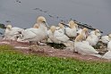 helgoland-bearbeit_31