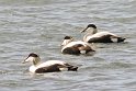 helgoland-bearbeit_38