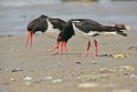 helgoland-bearbeit_6