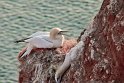 helgoland-bearbeit_8